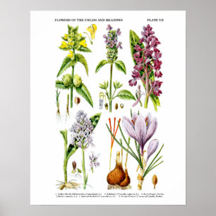 Arte de Flor Silvestre Inglés Imprimir no. 10 Arte