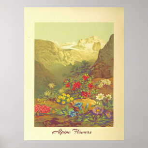 Arte de flores alpinas antiguas