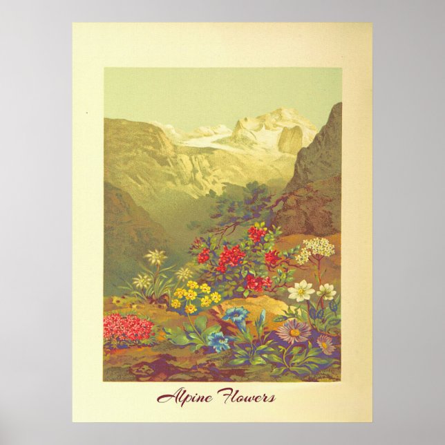 Arte de flores alpinas antiguas (Frente)