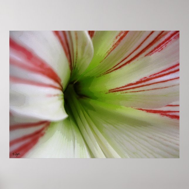 Arte de flores de Amaryllis blanco y rojo (Frente)