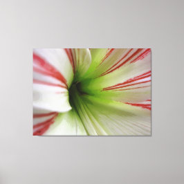 Arte de flores de Amaryllis blanco y rojo