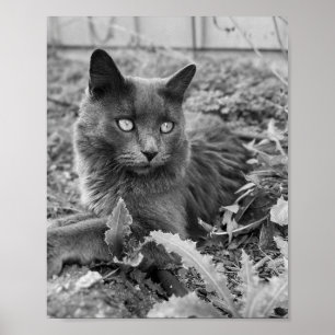 arte de gato para pared