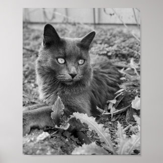 arte de gato para pared