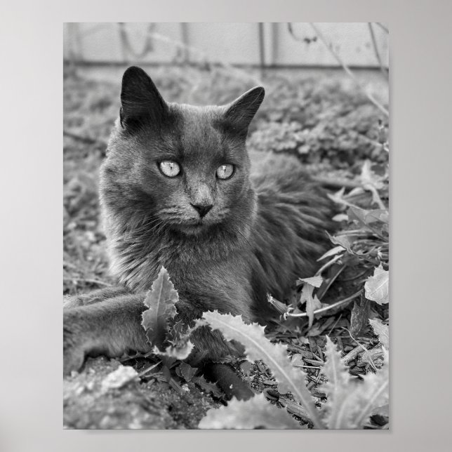 arte de gato para pared (Frente)