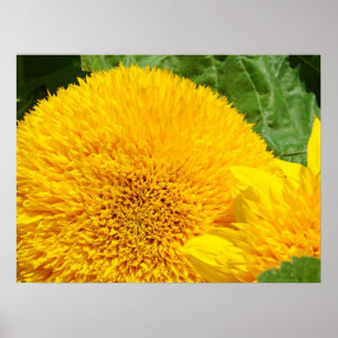 Arte de girasol amarillo brillante imprime el jard