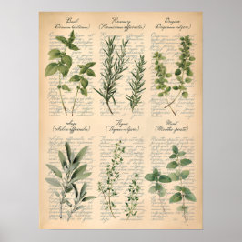 Arte de guión de hierbas de cocina botánicas vinta