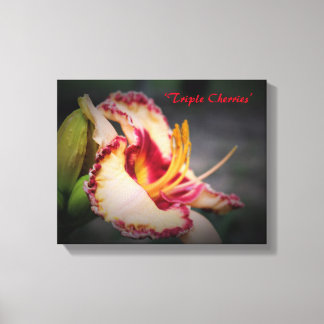 Arte de Hemerocallis 'Triple Cherries'