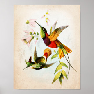Arte de Hummingbird n° 15 Arte de pájaro vintage