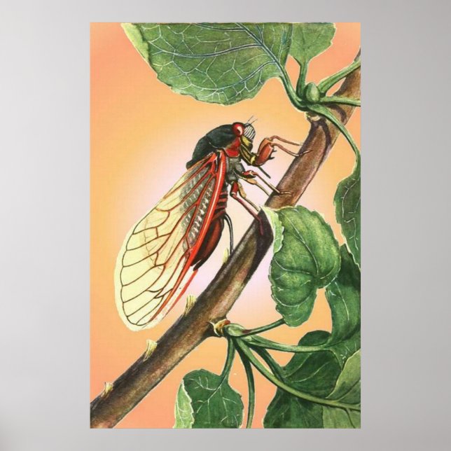 Arte de Ilustracion de insectos Cicada (Frente)