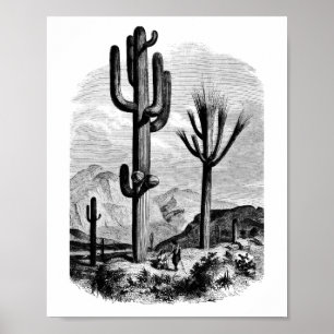 Arte de Ilustracion paisajístico del desierto 