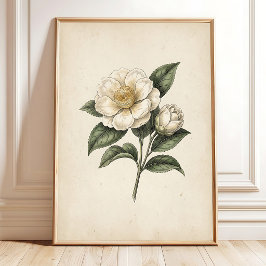 Arte de Impresión Botánica Vintage Flor de Té
