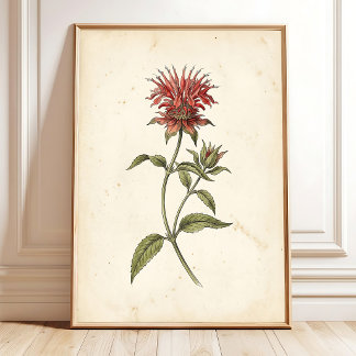 Arte de impresión de pared botánico vintage de Bál