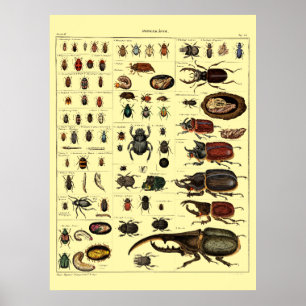 Arte de insectos escarabajos de la era victoriana 