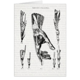 Arte de la anatomía los músculos de la mano y de