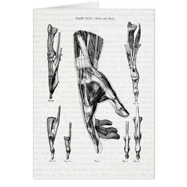 Arte de la anatomía los músculos de la mano y de (Frente)