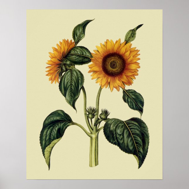 Arte de la época de los girasoles del siglo XVII (Frente)