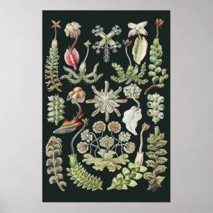 Arte de la Naturaleza Científica Ernst Haeckel Hep
