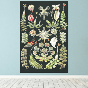 Arte de la Naturaleza Científica Ernst Haeckel Hep