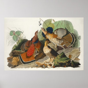 Arte de la naturaleza del urogallo de Audubon vint