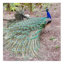 Arte de la pared del pavo real - foto viva