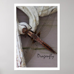 Arte de libélula