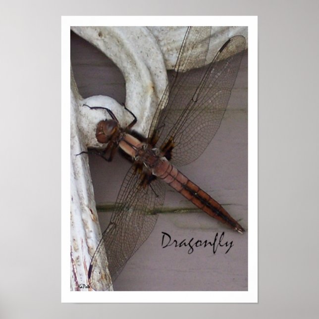Arte de libélula (Frente)