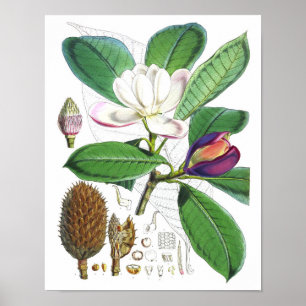 Arte de Magnolia Vintage Imprimir #1 Arte Pared Bo
