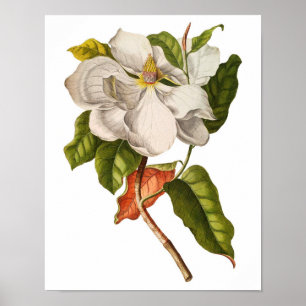 Arte de Magnolia Vintage Imprimir #5 Arte Pared Bo