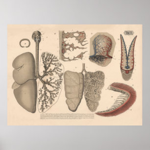 Arte de órganos respiratorios de mamíferos de 1882
