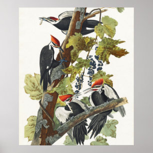 Arte de pájaro carpintero pileado vintage Audubon