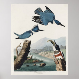 Arte de pájaro martín pescador cinturado vintage d