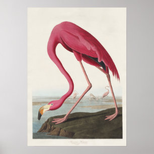 Arte de pájaro rosa flamenco americano vintage de