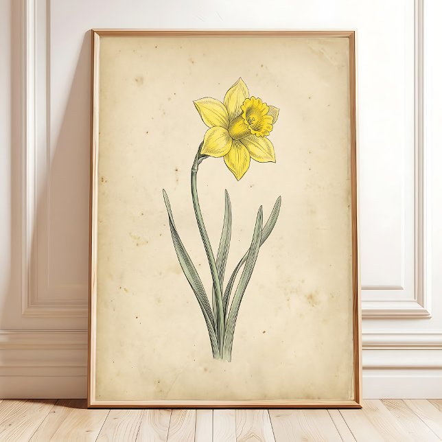 Arte de Pared Antiguo Botánico Narciso (Subido por el creador)