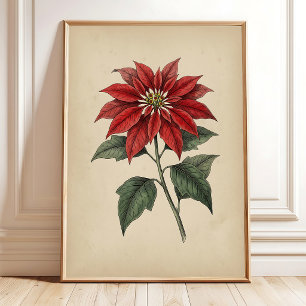 Arte de pared botánico de poinsettia antigua vinta