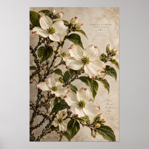 Arte de pared botánico vintage de flores de cornej