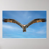 Arte de Pared de Águila Pescadora en Vuelo | Póste
