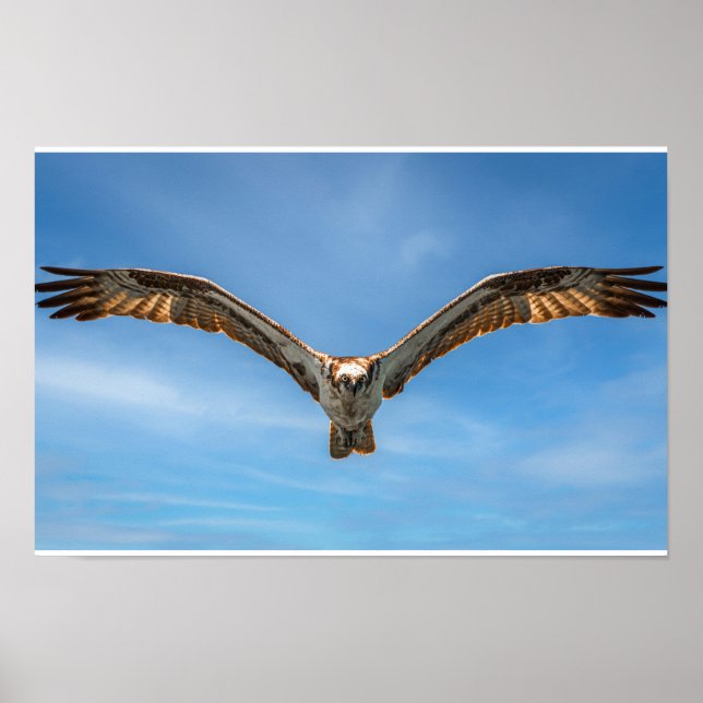 Arte de Pared de Águila Pescadora en Vuelo | Póste (Frente)