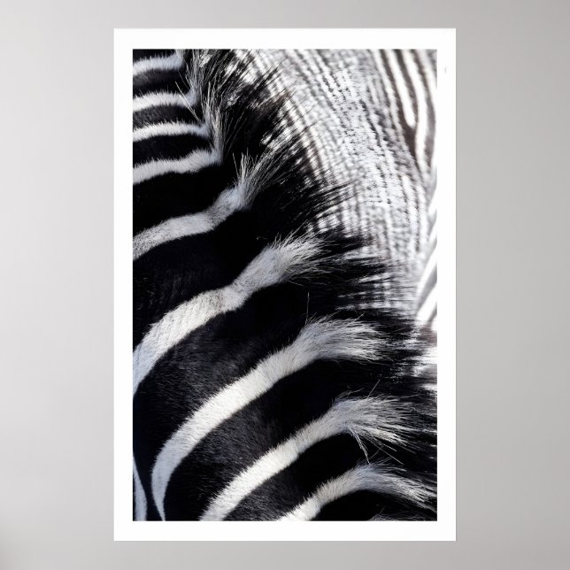 Arte de pared de cebra Moderno estampado animal (Frente)