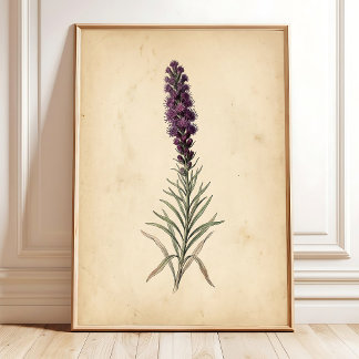 Arte de pared de flor de estrella ardiente vintage