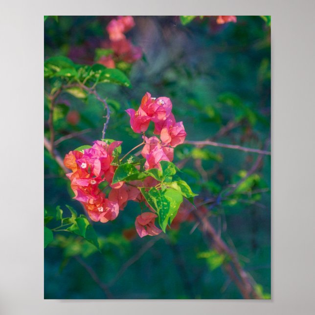 Arte de pared de fotografía de flor de buganvilla  (Frente)