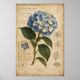 Arte de pared de herbario de Hortensia Azul Vintag