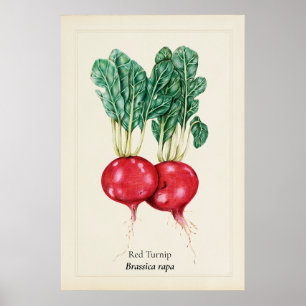 Arte de Pared de Ilustración Botánica de Nabo Rojo