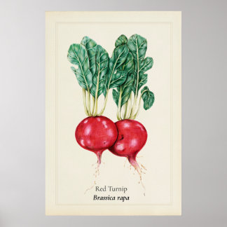 Arte de Pared de Ilustración Botánica de Nabo Rojo