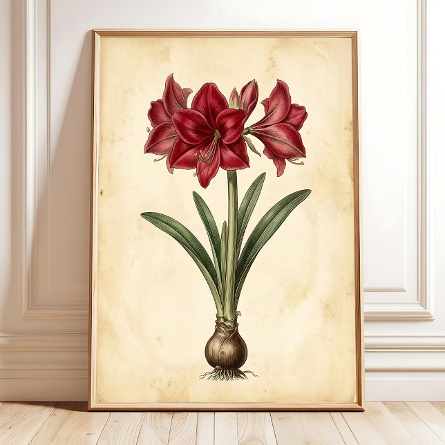 Arte de pared de lienzo botánico de Amarilis vinta (Subido por el creador)