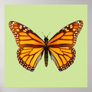 Arte de pared de mariposa monarca natural