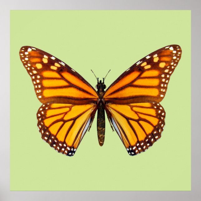 Arte de pared de mariposa monarca natural (Frente)