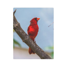 Arte de pared de metal de 11 x 14 de un cardenal