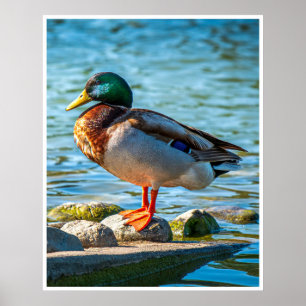 Arte de Pared de Pato Silvestre Macho Ave junto
