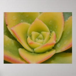 Arte de pared de suculentas | Impresión botánica d