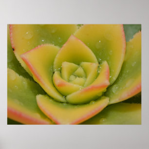 Arte de pared de suculentas Impresión botánica d